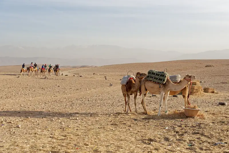 The camels of Agafay