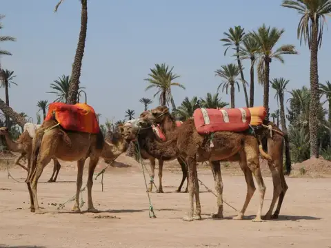 رياضة الكواد والجمال